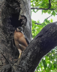 Micrastur semitorquatus