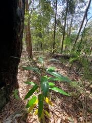 Astrotricha latifolia