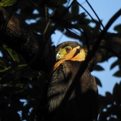 Micrastur semitorquatus