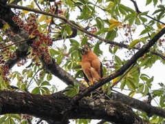 Micrastur semitorquatus