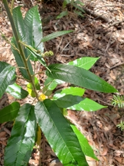 Astrotricha latifolia