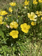 Ranunculus victoriensis