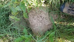 Geomys breviceps