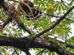 Micrastur semitorquatus