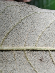 Astrotricha latifolia