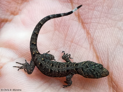 Gonatodes caudiscutatus
