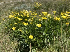 Ranunculus victoriensis