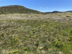 Ranunculus victoriensis