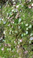 Utricularia striatula