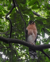 Micrastur semitorquatus