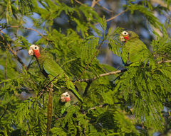 Amazona leucocephala