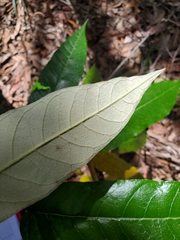 Astrotricha latifolia