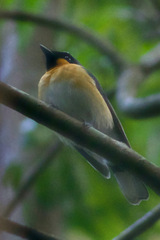Symposiachrus trivirgatus
