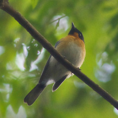 Symposiachrus trivirgatus