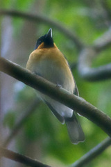 Symposiachrus trivirgatus