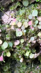 Utricularia striatula