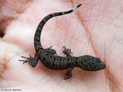 Gonatodes caudiscutatus