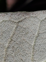 Astrotricha latifolia