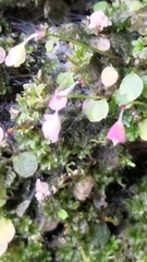 Utricularia striatula