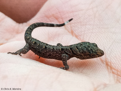 Gonatodes caudiscutatus