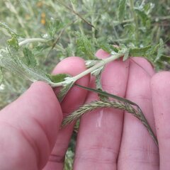 Buddleja scordioides