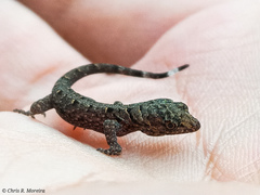 Gonatodes caudiscutatus