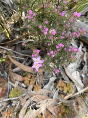 Boronia pilosa