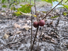 Disholcaspis quercusglobulus