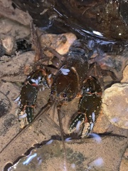 Euastacus setosus