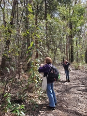 Astrotricha latifolia