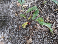 Disholcaspis quercusglobulus