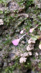 Utricularia striatula