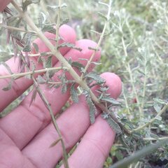 Buddleja scordioides
