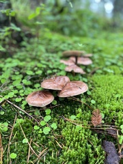 Suillus luteus