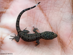 Gonatodes caudiscutatus