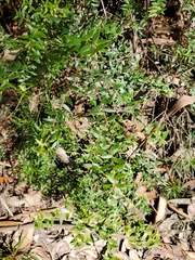 Acrotriche divaricata