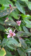 Tricyrtis formosana