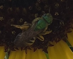 Agapostemon virescens