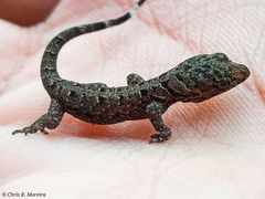 Gonatodes caudiscutatus