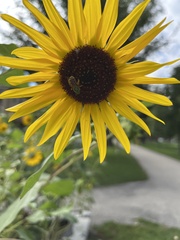 Agapostemon virescens