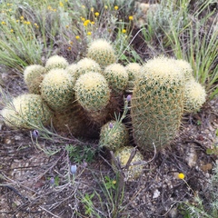 Coryphantha erecta