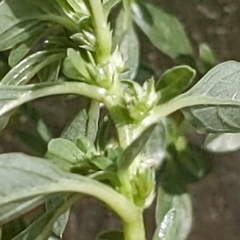 Amaranthus blitoides