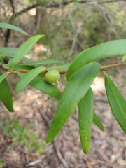 Persoonia mollis