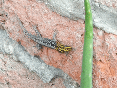 Gonatodes caudiscutatus