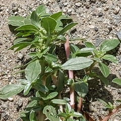 Amaranthus blitoides