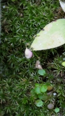 Utricularia striatula