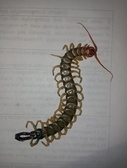 Scolopendra heros
