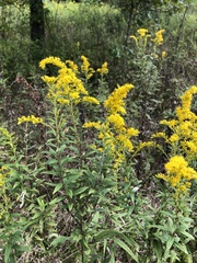 Solidago canadensis