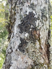 Fuscopannaria leucosticta