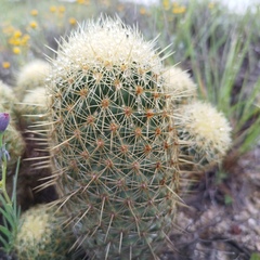 Coryphantha erecta